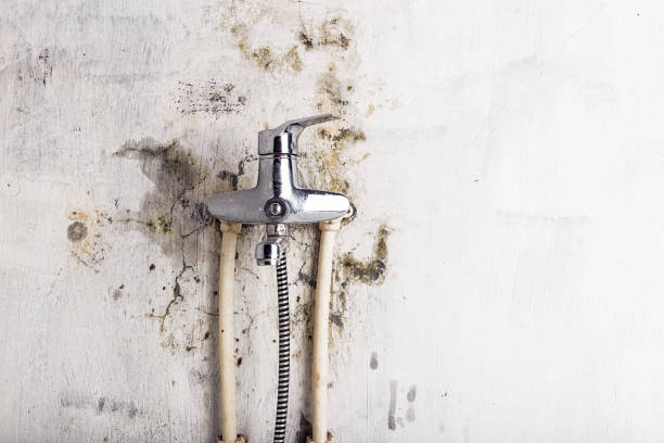 Best Industrial Mold Remediation in Prospect Park, NJ