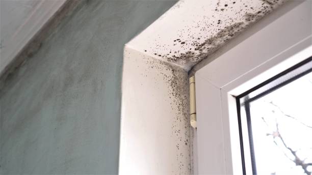 Best Insurance-Related Mold Remediation in Prospect Park, NJ