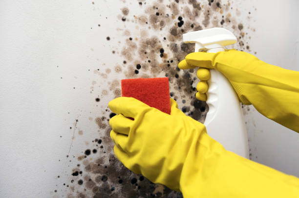 Best Black Mold Remediation in Prospect Park, NJ