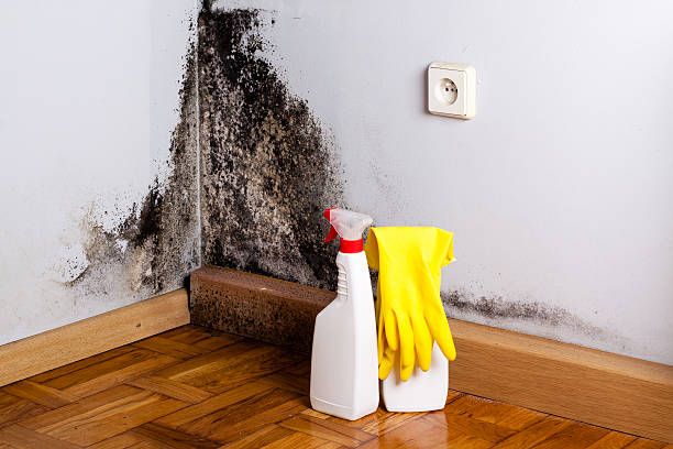 Best Attic Mold Remediation in Prospect Park, NJ
