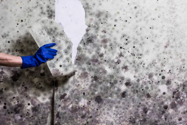 Best Black Mold Remediation in Prospect Park, NJ